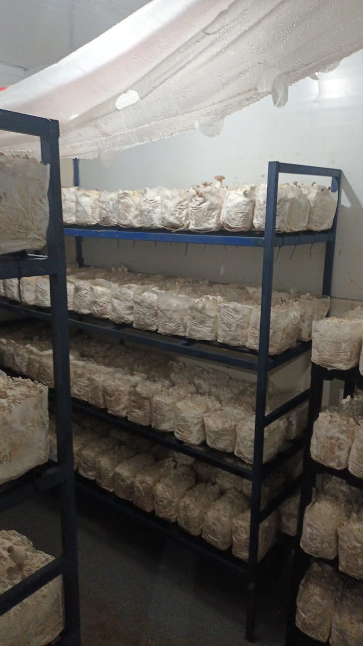 Produção de cogumelos