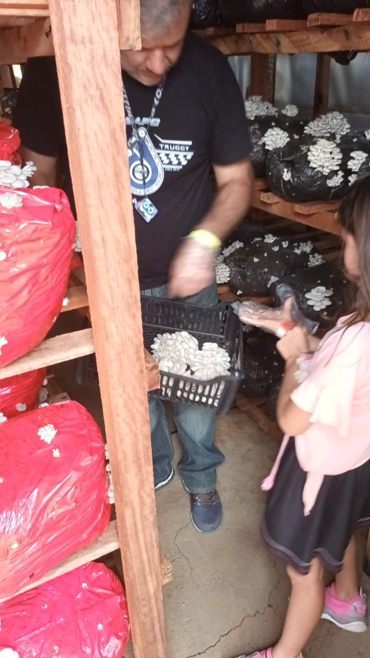 Estufas de cogumelos com crianças